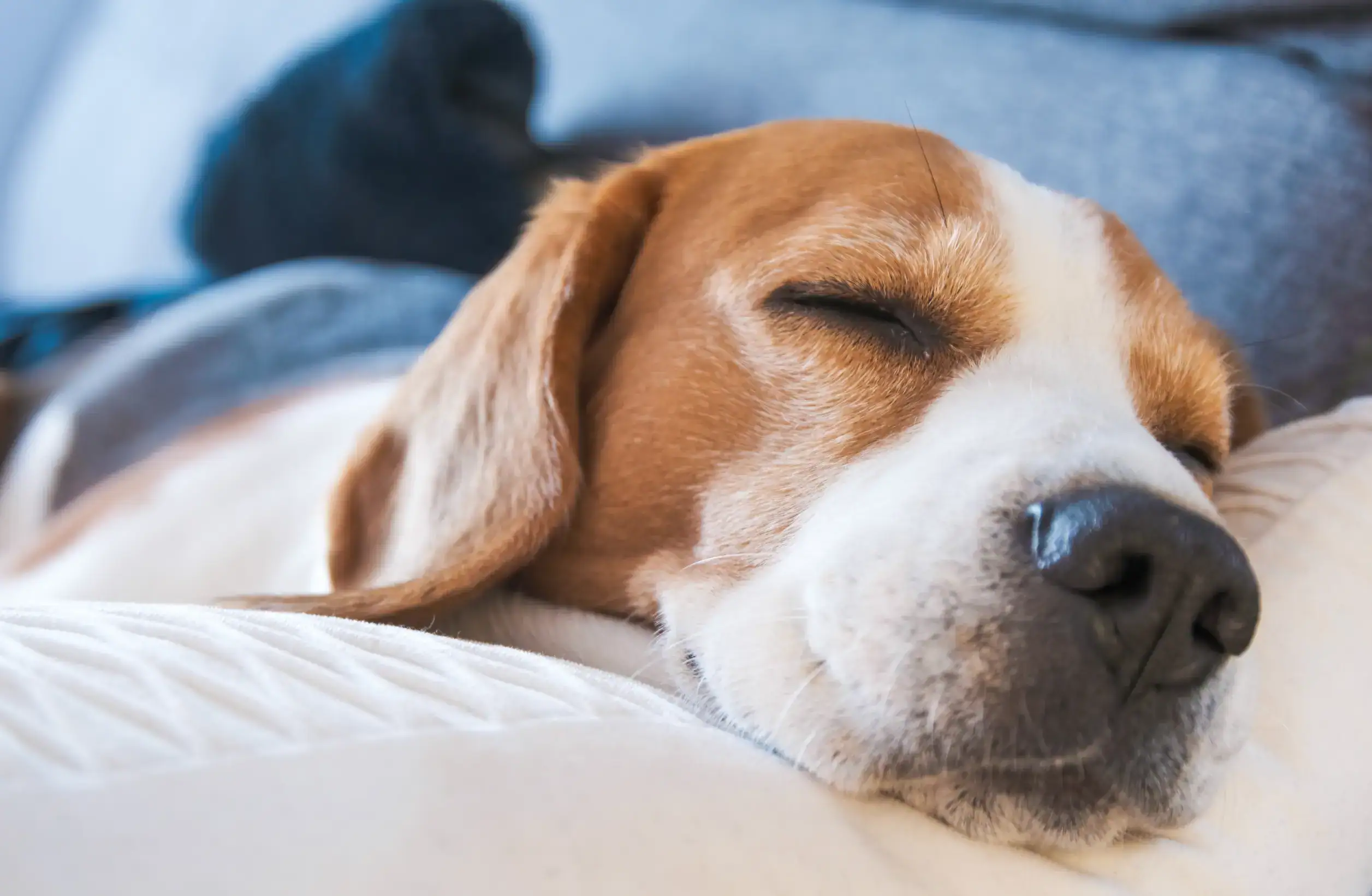 Hund mit Verdauungsproblemen