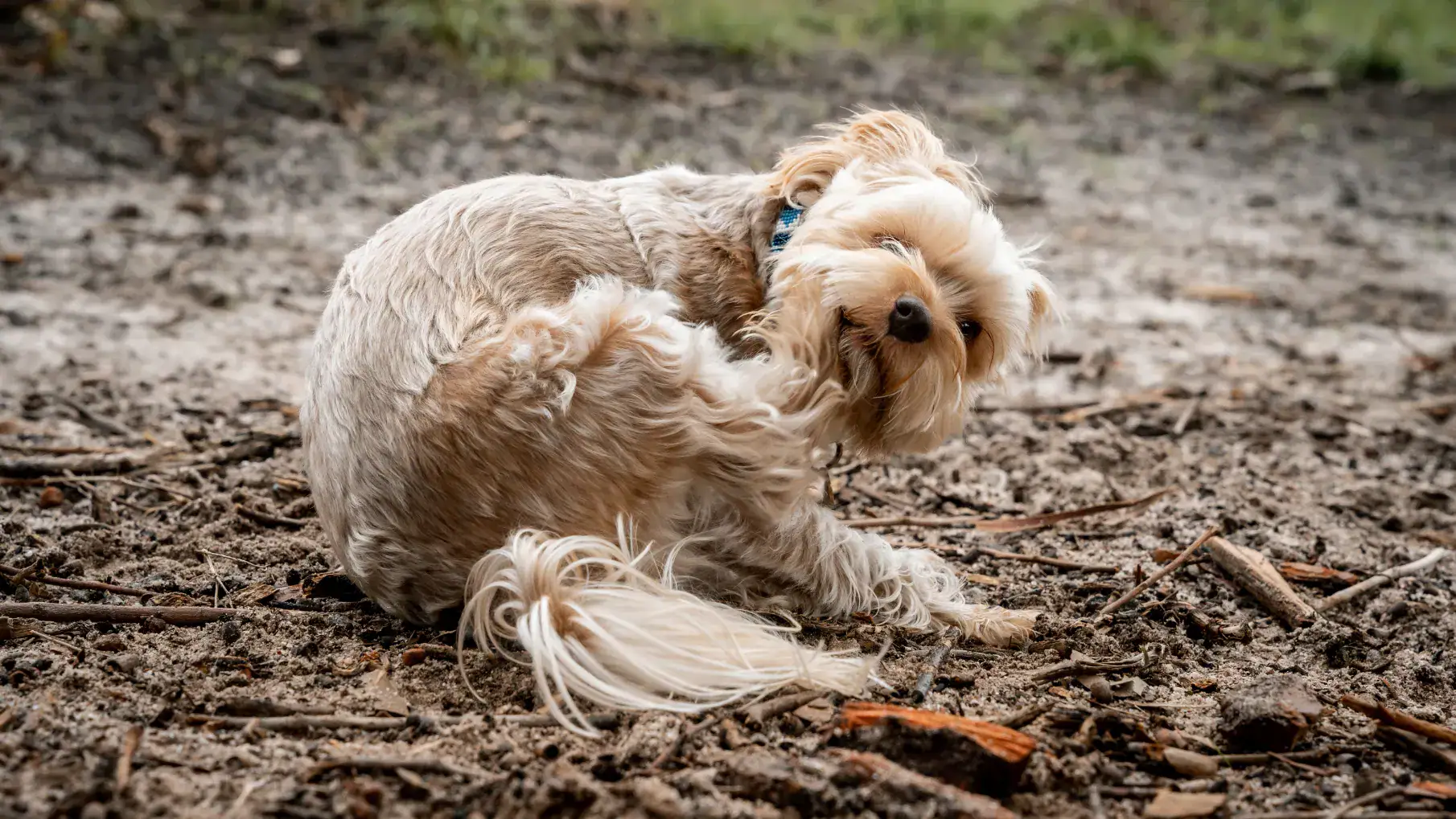 maltese poodle dog scratching itself in a muddy ou 2025 02 10 06 26 21 utc