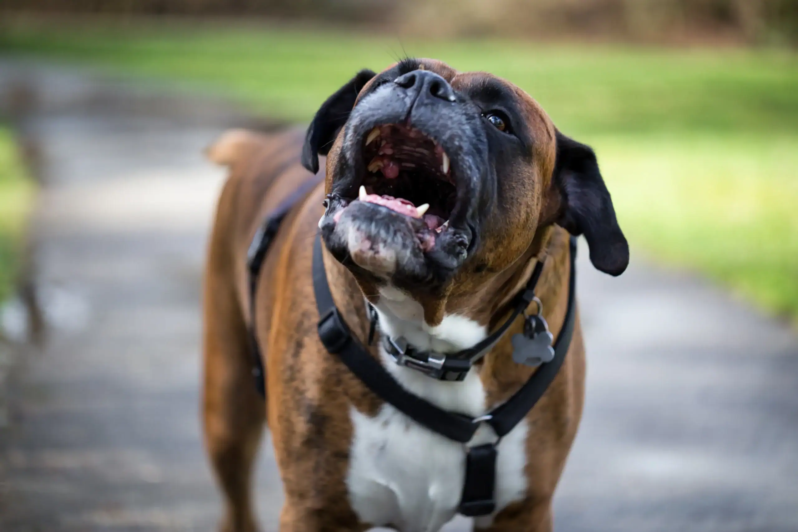 Mundgeruch beim Hund