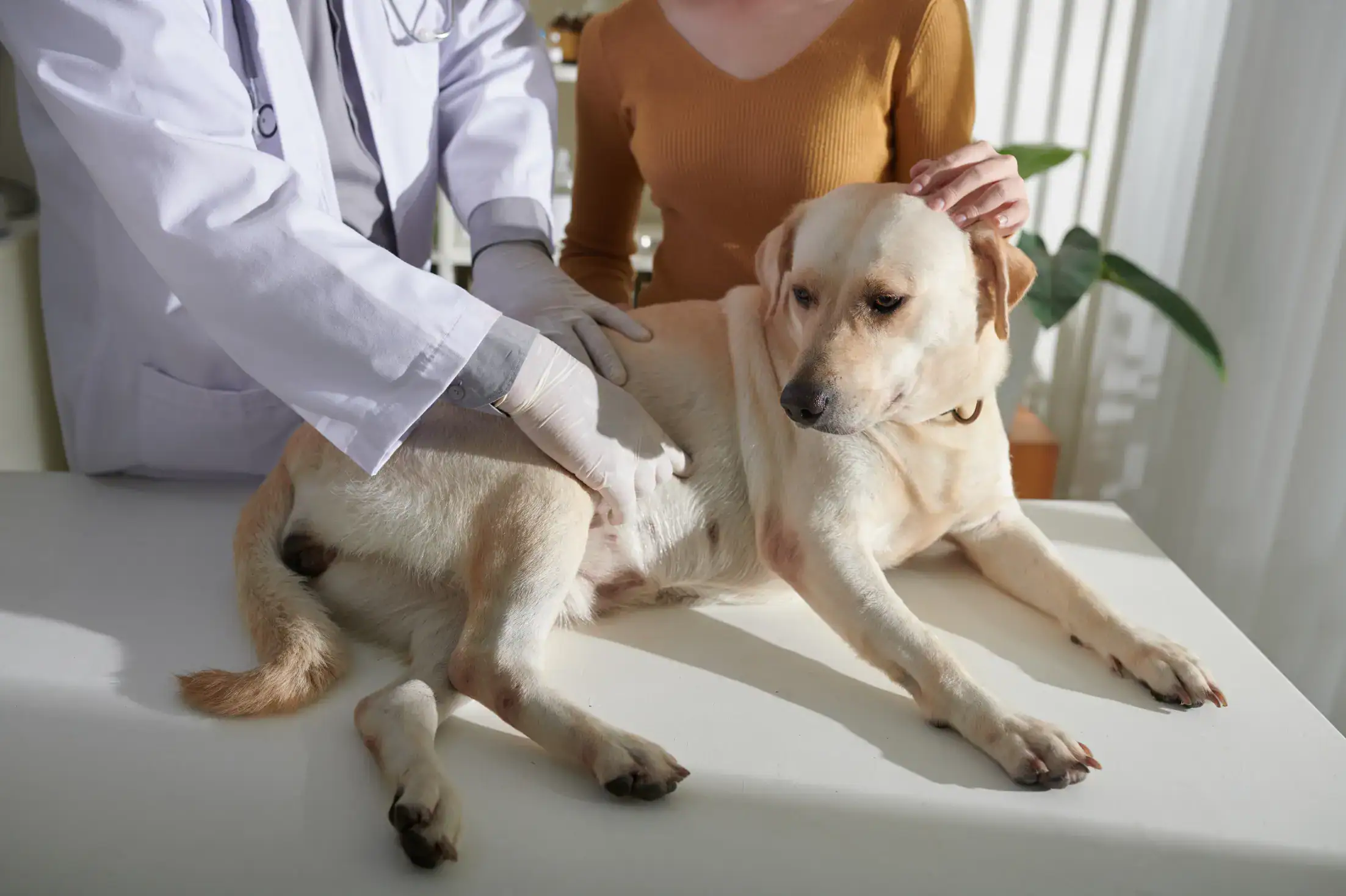 Verdauungsprobleme bei Hunden