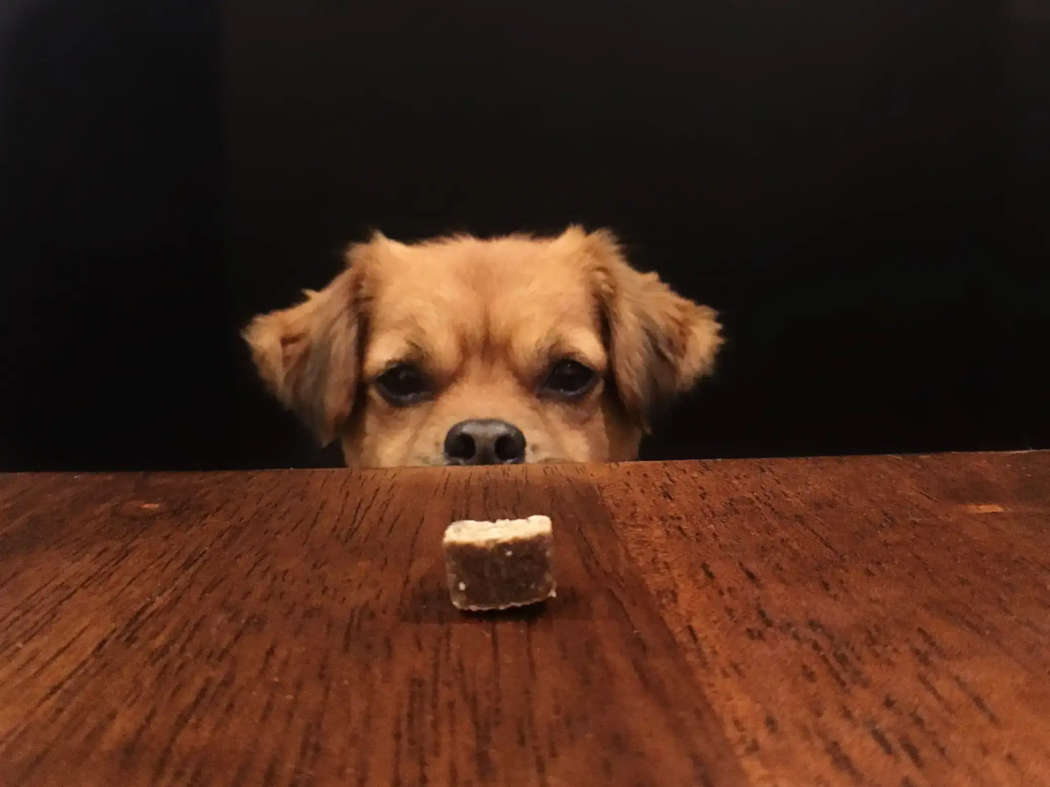 hund frisst nur leckerli und kein futter