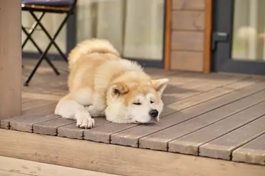 hund hat blaehungen