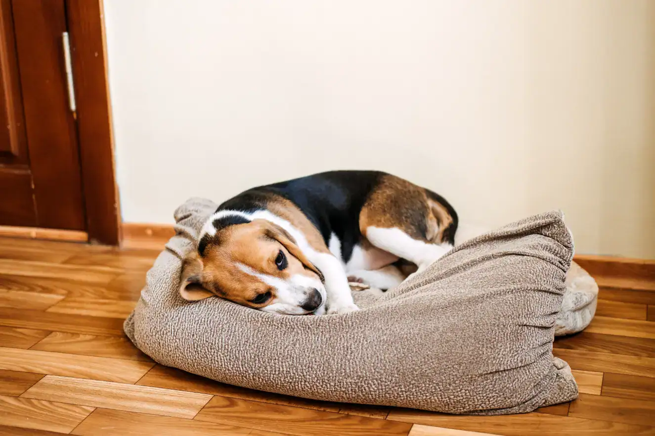 hund nachdem er gebrochen hat