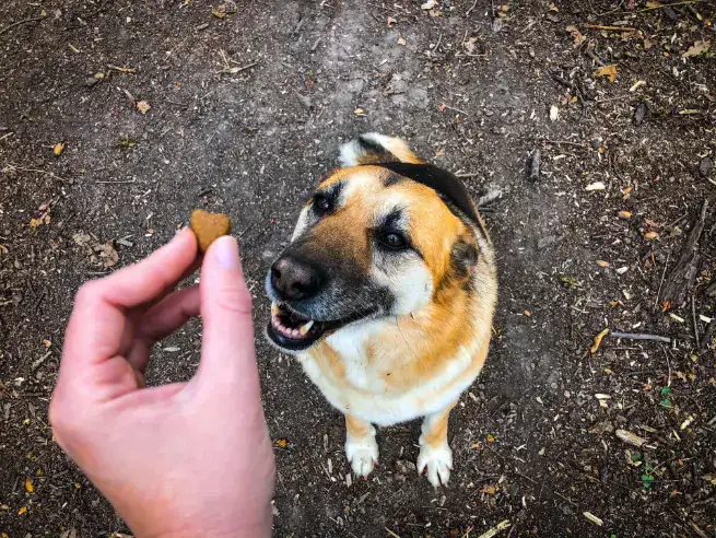 hund-verweigert-futter-frisst-aber-leckerlis