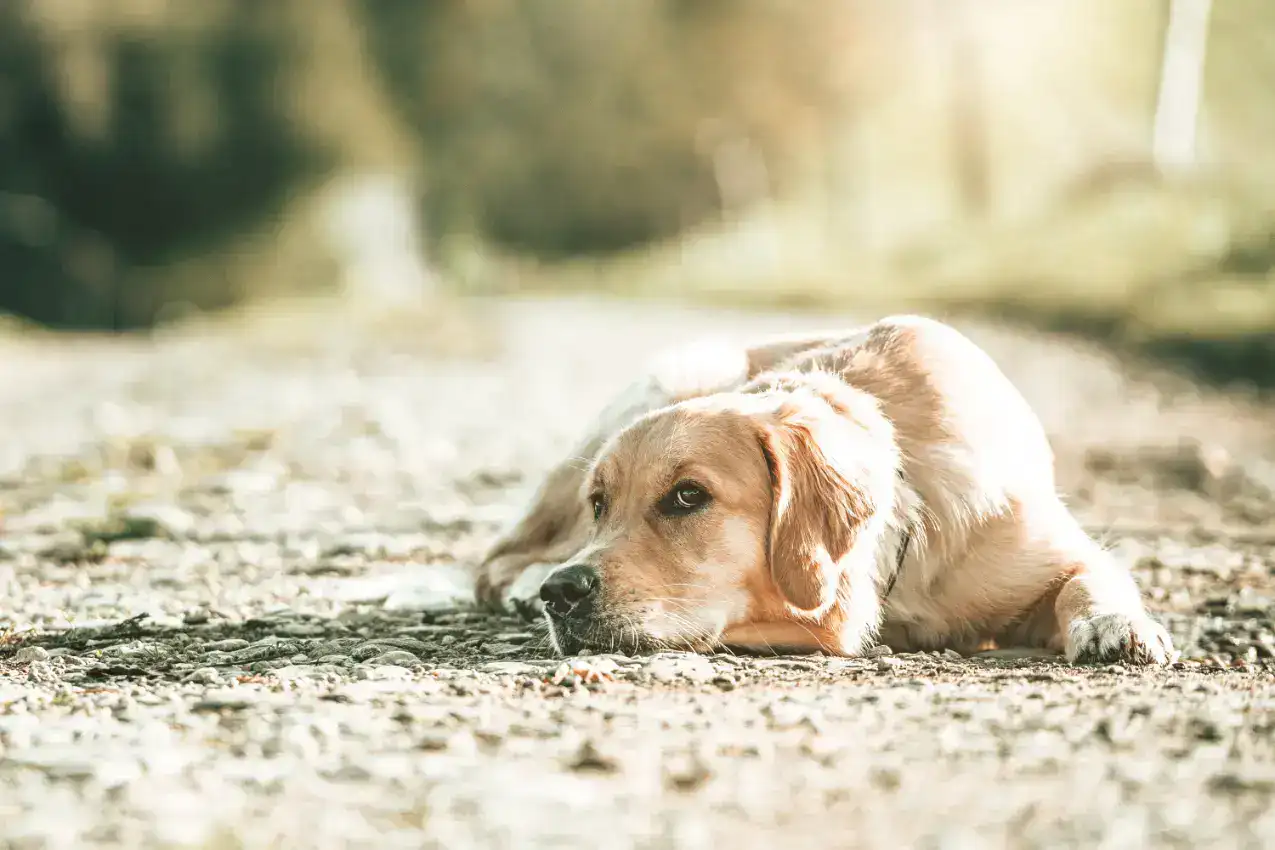 physiotherapue für Hunde