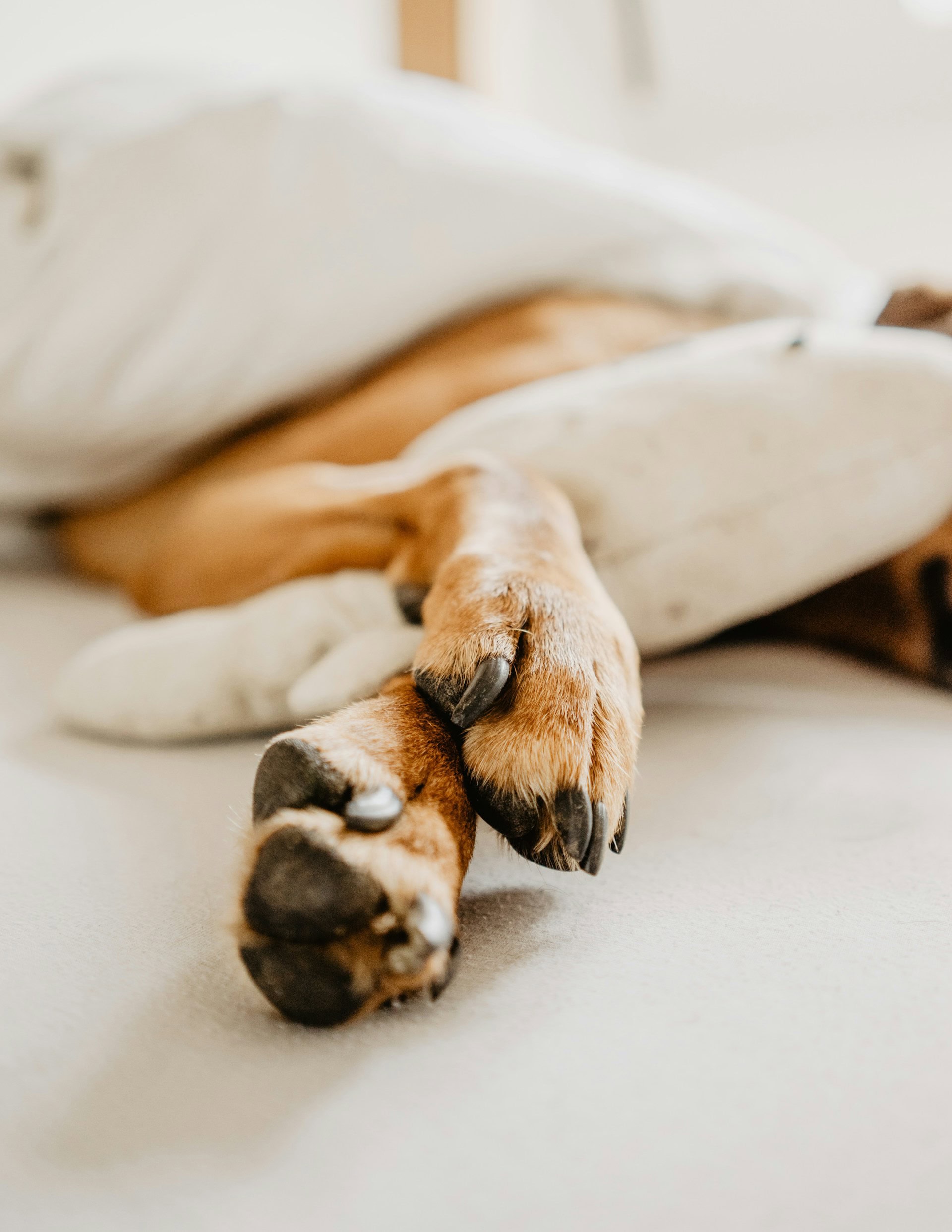 ruby schmank rPC4QnaPqQ0 unsplash