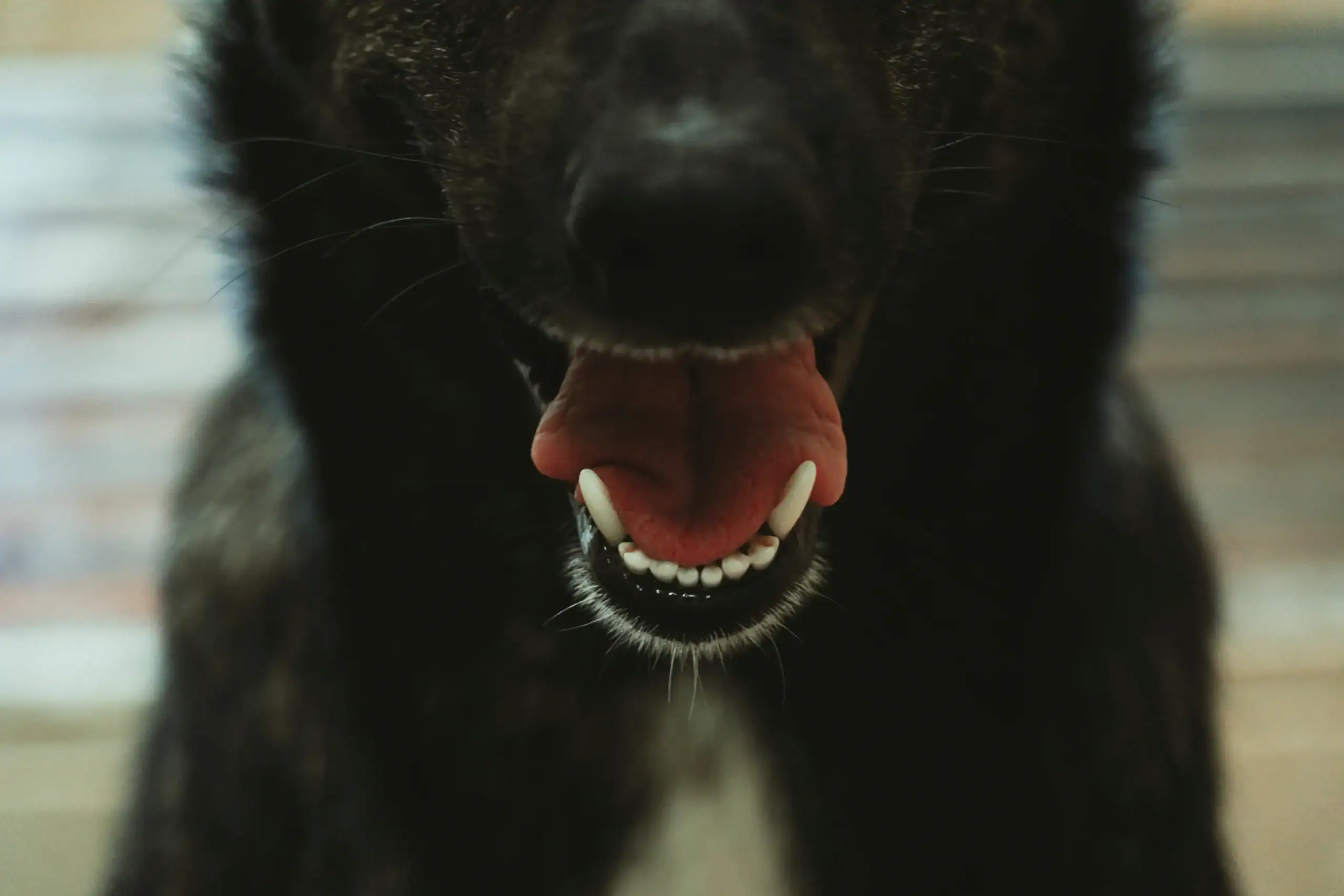 Mundgeruch Hund