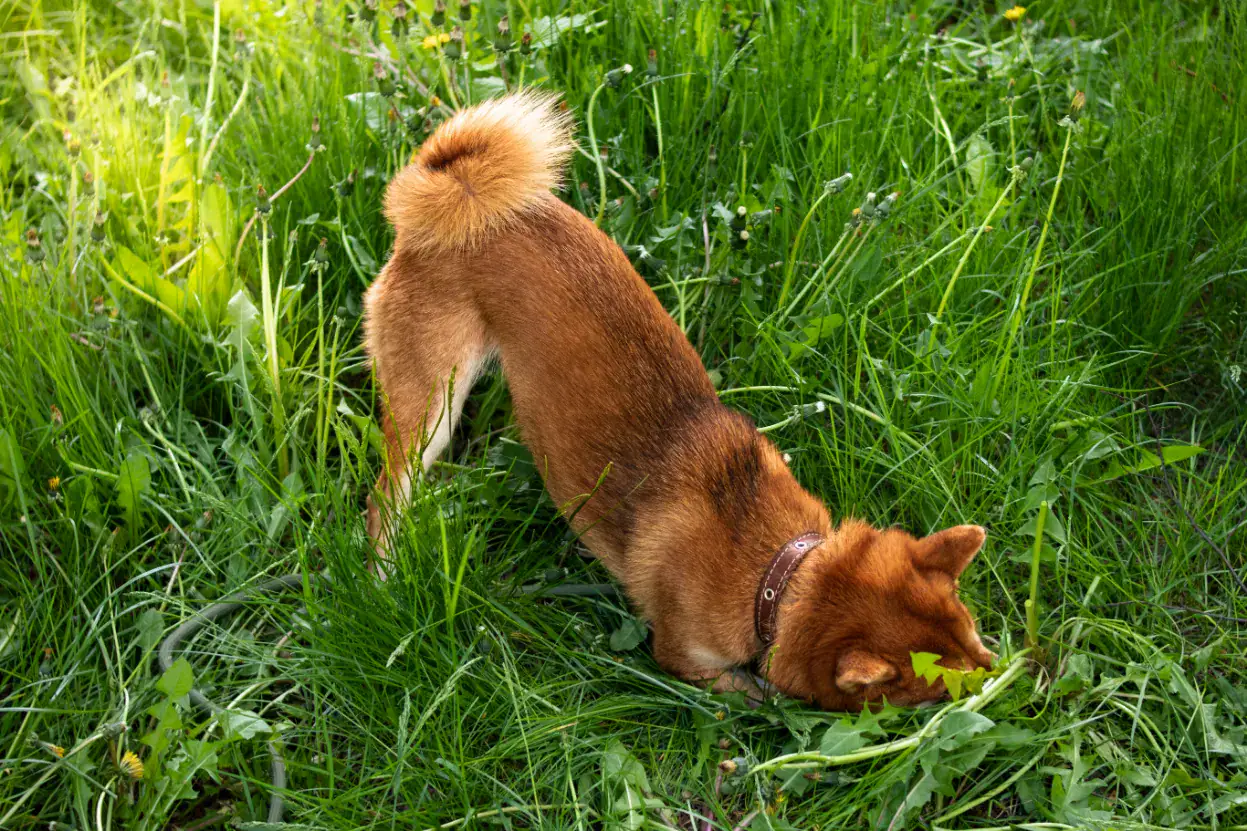 Warum fressen Hunde Kot