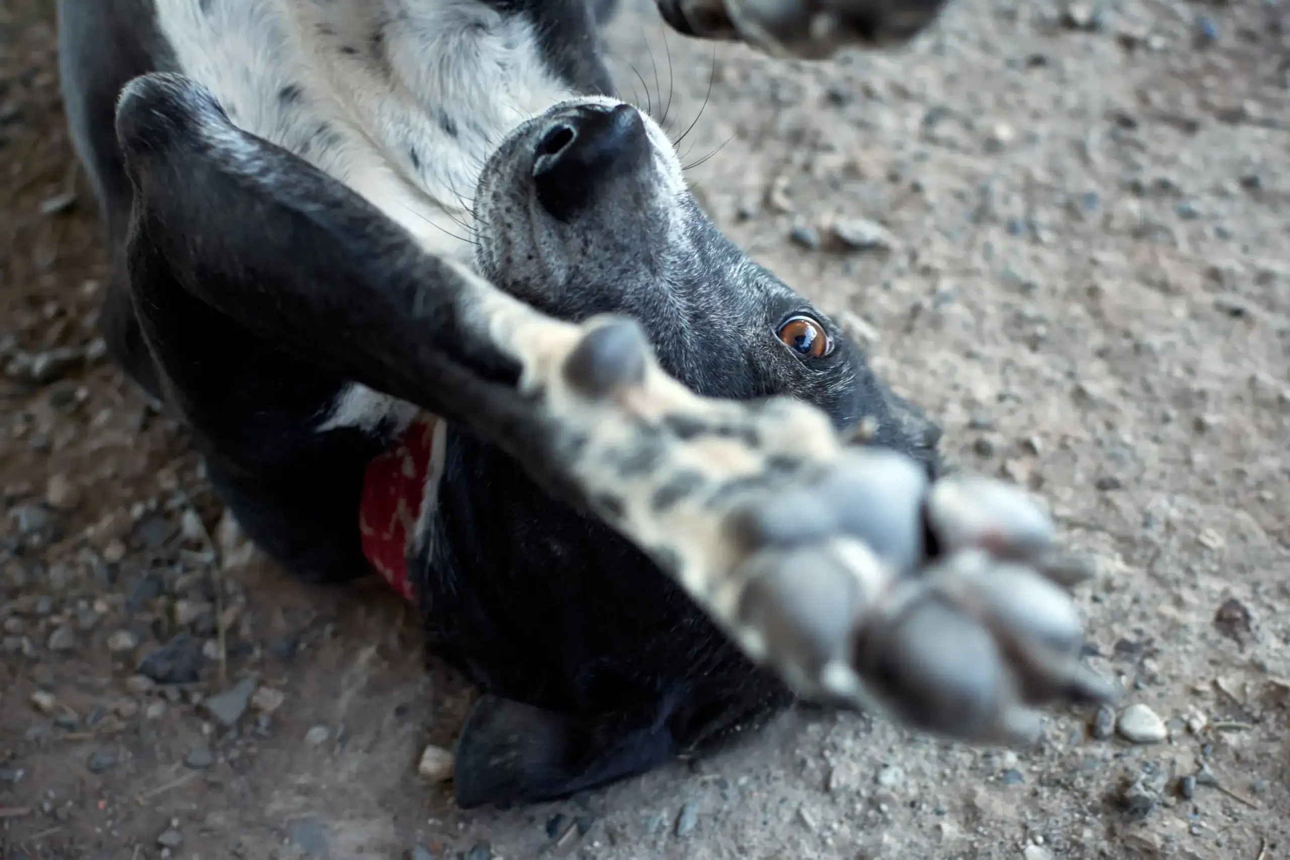juckreiz beim hund