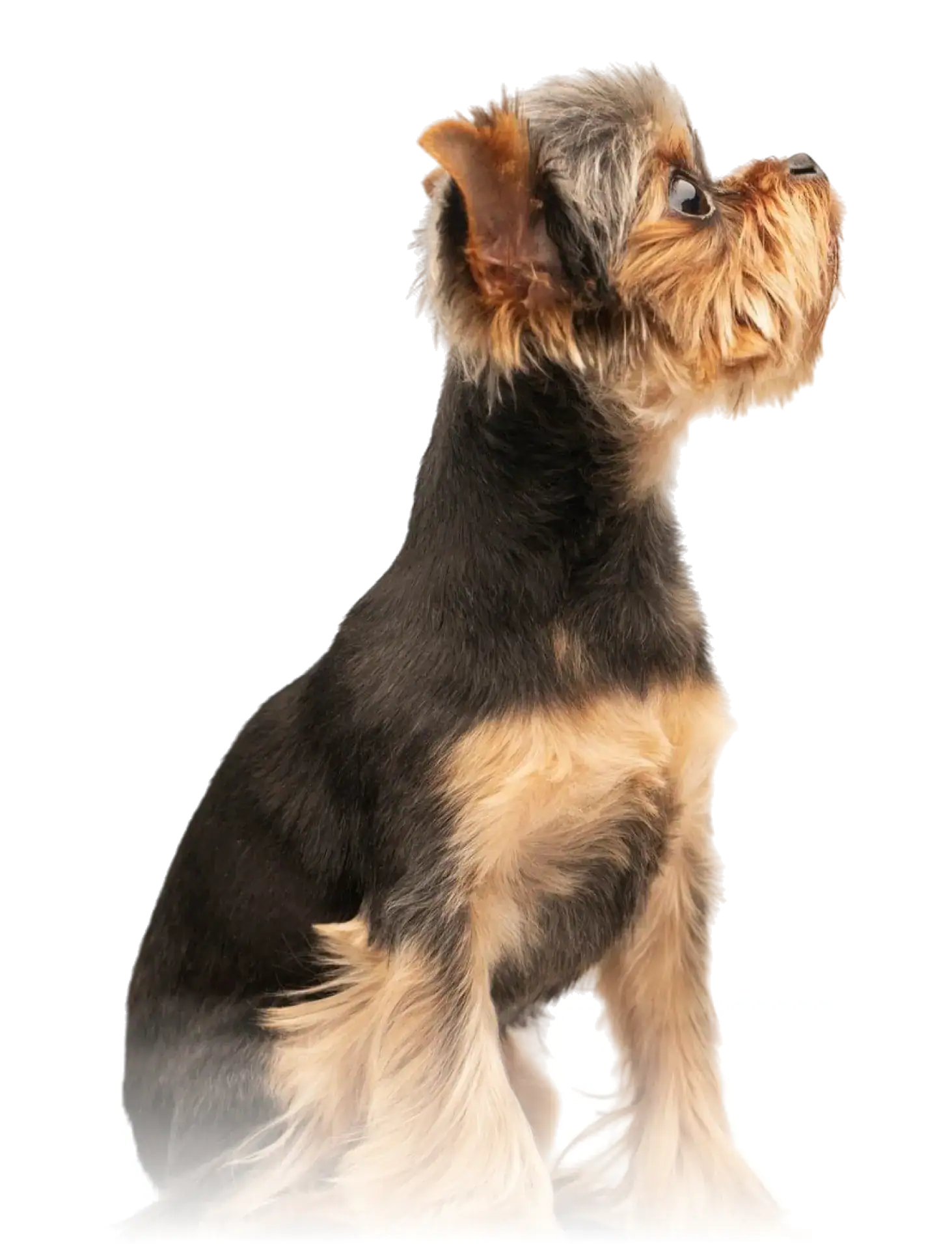 Hund der nach rechts auf den Text schaut